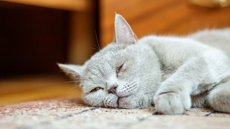 Esporotricose em gatos - sintomas e cuidados