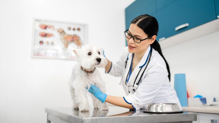 Giardíase canina - como diagnosticar e tratar o seu cão