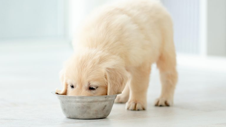 Saiba como funciona a transição alimentar do cão filhote