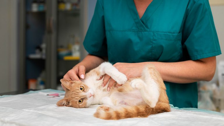 Acupuntura veterinária - saiba como funciona e seus benefícios