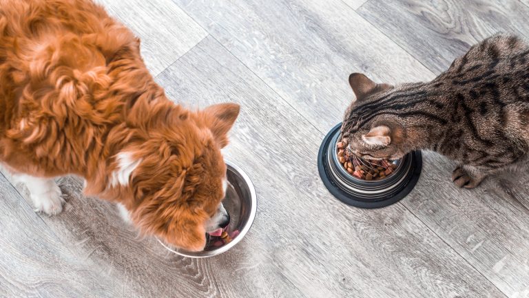 Pet food: cuidados com a saúde do seu pet