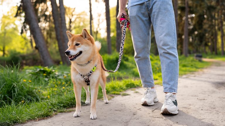 Qual guia e coleira escolher para passear com seu cão