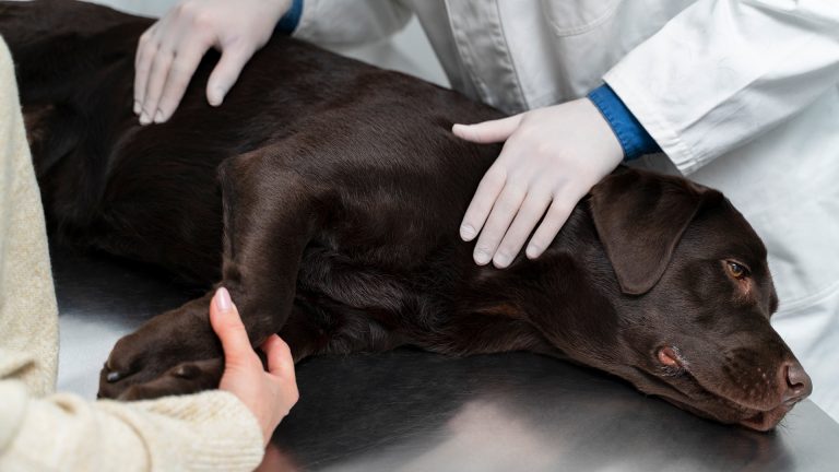 Hiperadrenocorticismo em cães: o que é, sintomas e tratamento
