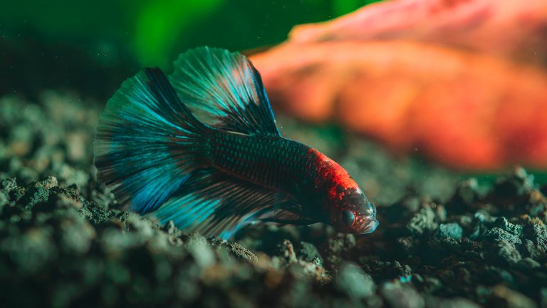 Peixe betta no fundo do aquário: o que isso significa?