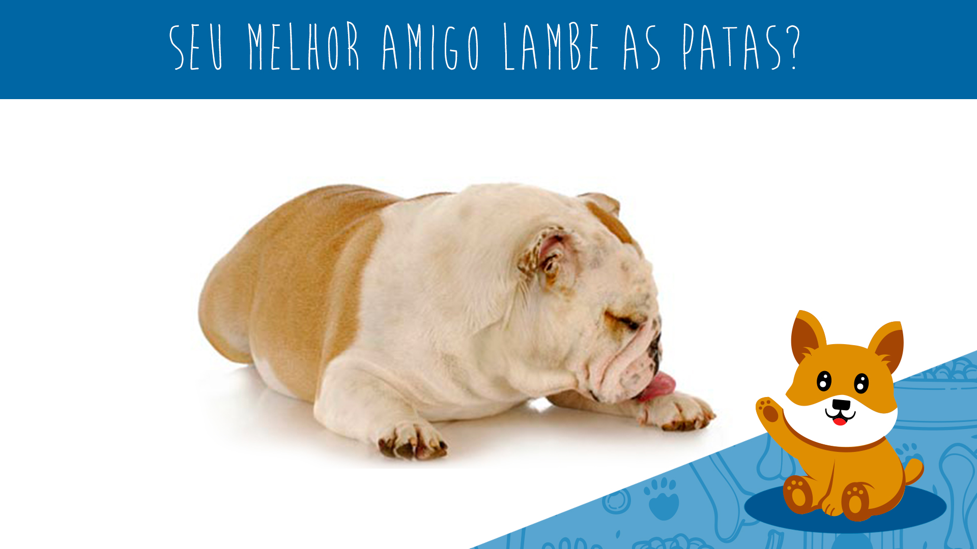Meu cão está lambendo as patas! E agora? Portal Melhores Amigos