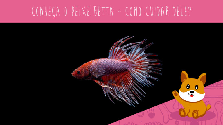 Conheça o peixe betta - como cuidar dele?