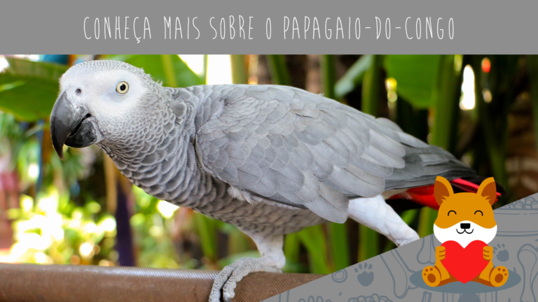 Conheça mais sobre o papagaio-do-congo