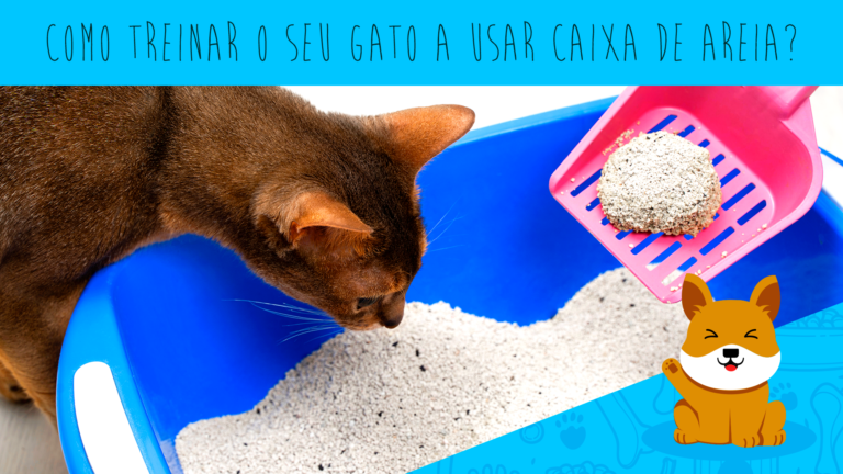 Como treinar meu gato a usar a caixa de areia?