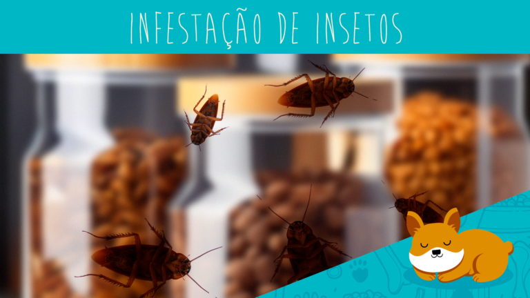 É fácil evitar infestação de insetos no alimento do seu pet