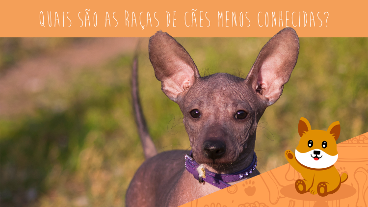 Quais são as raças de cães menos conhecidas? Conheça algumas