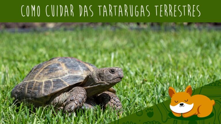 Como cuidar das tartarugas terrestres