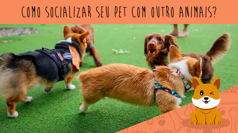 Como socializar seu pet com outros animais?