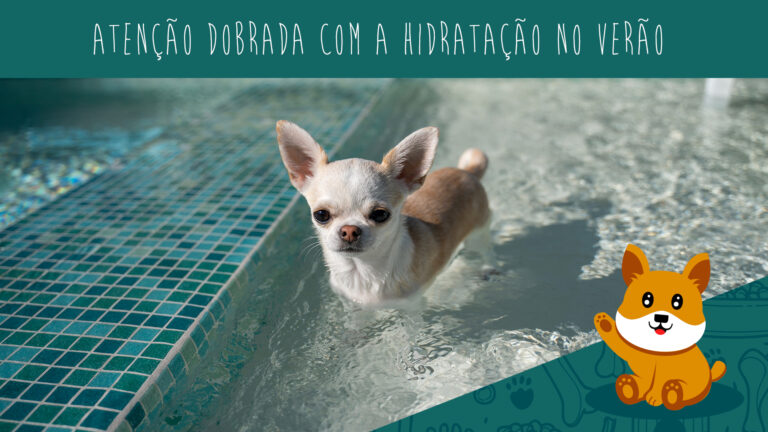 Qual a dica para cuidar dos pets idosos em dias quentes?