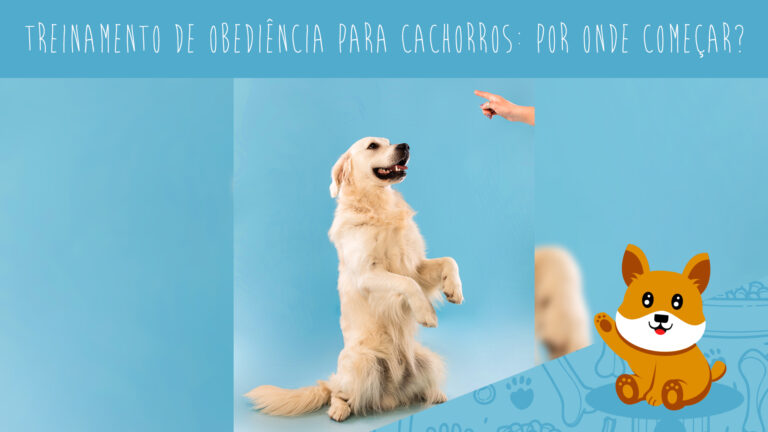 Treinamento de obediência para cachorros: por onde começar? 